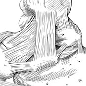 Deltoid Ligament of the Ankle