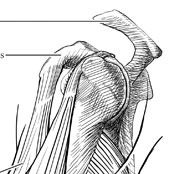 Biceps and Triceps Brachii