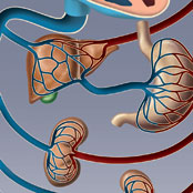 Systemic Circulation