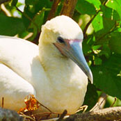 Red-footed Booby (Sula sula)