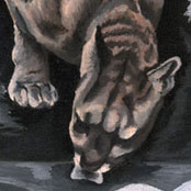 Mountain Lion
