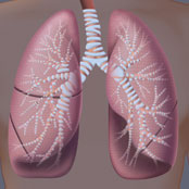 Pathway of Breath