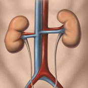 Urinary System